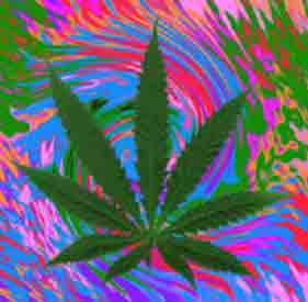 weed7.jpg